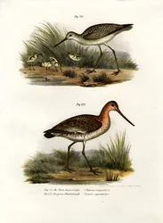 Teichwasserläufer, 1864